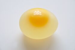 Chicken egg without egg shell