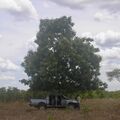 Dipteryx alata