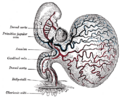 Dorsal aorta