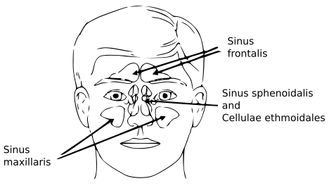 Diagram of the human nasal cavity