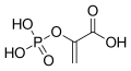 Chemical structure of phosphoenolpyruvic acid
