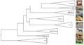 Phylogenetic tree of dogs