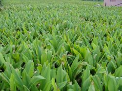 Turmeric field