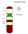 Y Chromosome Showing SRY