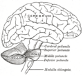 Cerebral peduncle