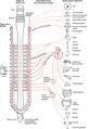 Connections of the sympathetic nervous system