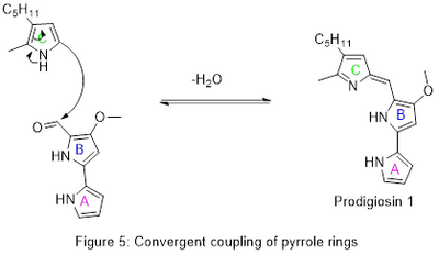 Convergent synthesis