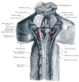 Corpora quadrigemina
