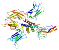 IL-2 receptor beta chain