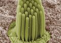 Stereocilia of frog inner ear
