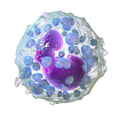Basophil