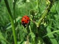 Ladybug and aphids
