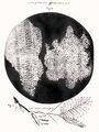 Robert Hooke Micrographia 1665