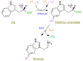 Serotonin synthesis pathway