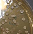 Bacillus subtilis Colonies