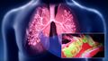 Diagram of the respiratory tract