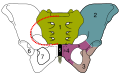 Skeletal pelvis pubis